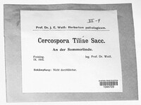 Cercospora tiliae image